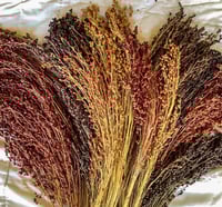 Broom Corn Seeds