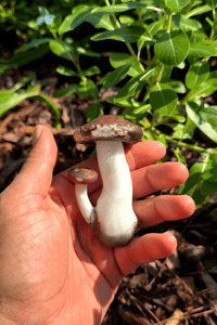 Image 2 of Mushroom double cap spoon 