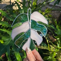 Image 2 of Green Monstera
