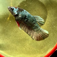 Image of Solid Copper Blue Black Lavender Male HMPK