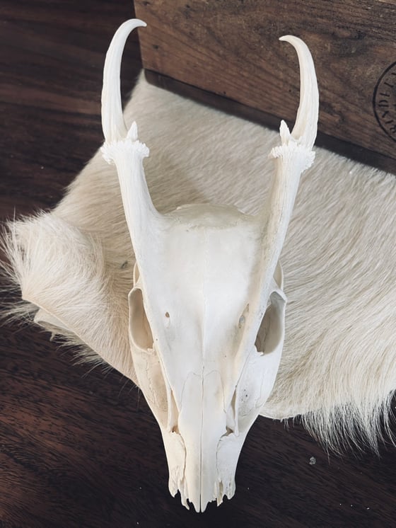 Image of Reeves Muntjac Skull 