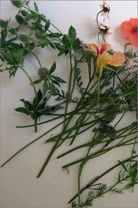 Image of Backyard Wildflowers Book