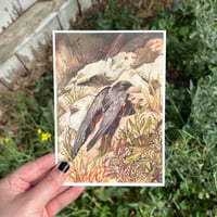 Image 2 of common swift print