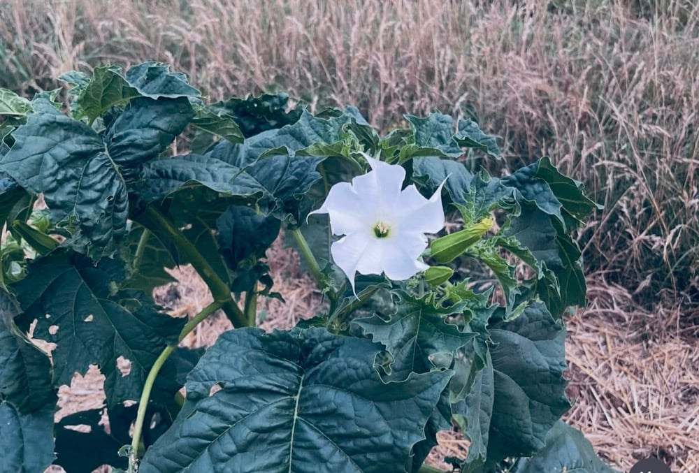 Image of Sharman Commission Death Head 