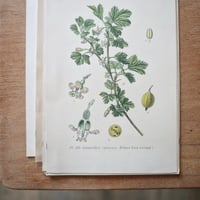 Image 1 of Planches De Botanique Anciennes Fruits