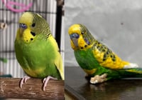 Image 2 of Custom Engraved Budgie Parakeet Handpainted To Your Photos Bird Mini Keepsake Urn Pet Portrait