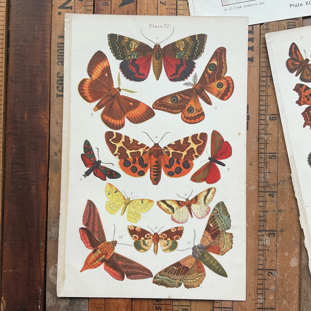 Image of Moths