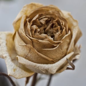 Image of Dying Flower