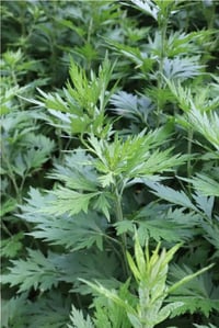 Mugwort ( Artemisia Vulgaris ) 1 Litre