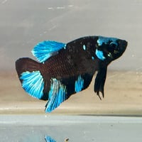 Image of Solid Black Male Halfmoon Betta (Plakat)