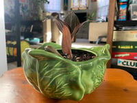 Image 2 of Jewel Orchid in Lettuce Bowl