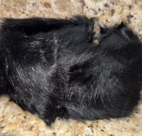 Image 4 of Fur Headband