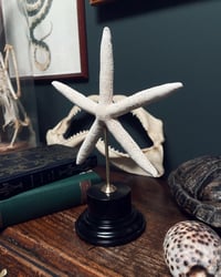 Image 2 of White Finger Starfish Stand