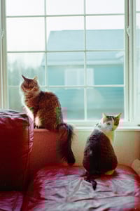 Image 1 of Rice and Gravy- 1st Place Photo at the Alaska State Fair