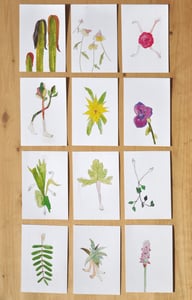 Image of Plantágoras.