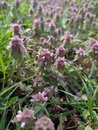 Purple Dead Nettle ID & Workshop Registration Payment 