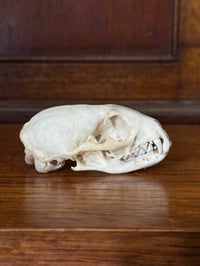 Image 3 of Grey Mongoose 