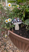 Multicoloured toadstool 
