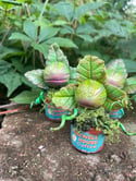 Random Audrey2