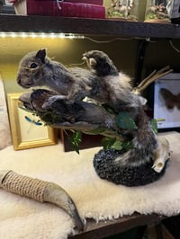 Image 2 of Museum of Unnatural History Vol.3  Workshop Thurs 4th Dec