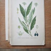 Image 1 of Planches De Botanique Anciennes Potager II