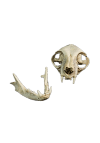 Image 1 of Cat Skull
