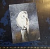 'Barn owl' A4 fine art print