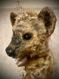 Image 3 of Holly the Hyena