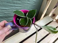 Image 3 of Disney Princess "Woke Up Like This" Mug with Sea Star Hoya