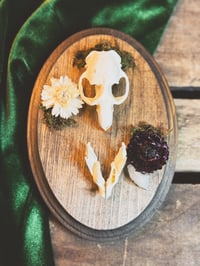 Image 1 of White & Purple Strawflower Muskrat Hanger