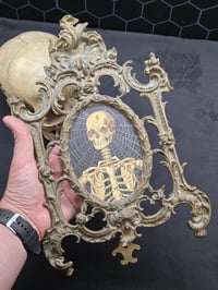 Image 1 of RESERVED - Anatomical antique skull with preserved web & black ornate framed preserved web 
