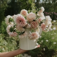 Image 1 of Graines d'aster 