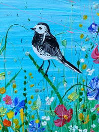 Image 3 of Pied Wagtail in the Wildflowers 