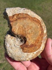 Image 2 of Australian Ammonite Fossil #1976