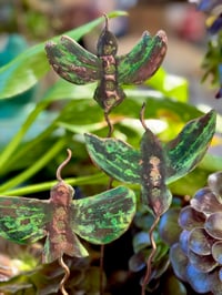 Image 4 of 🕊️🦅🦜Birds & Bees decorative stakes 🐦‍⬛🐝