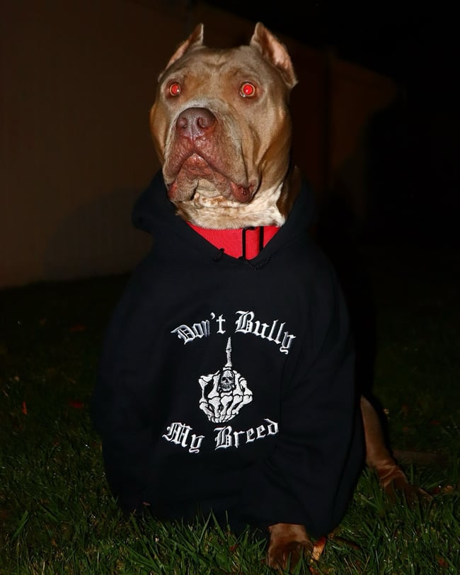 DON’T BULLY MY BREED HALLOWEEN EDITION