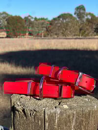 Image 3 of Red - Adult Dog