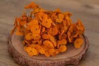 Image 2 of Preserved Hydrangeas - 5g Orange