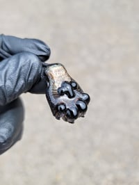 Image 1 of Tortoiseshell (sparkle) paw with black toebeans