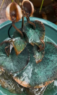 Image 2 of Arum