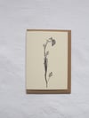 Lady’s Smock Flower Card