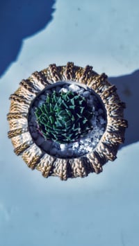 Image 2 of TeraPullover small Sempervivum (με παχύφυτο)