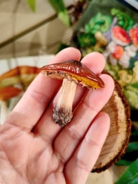 Image 9 of Grzybowe magnesy na lodówkę 