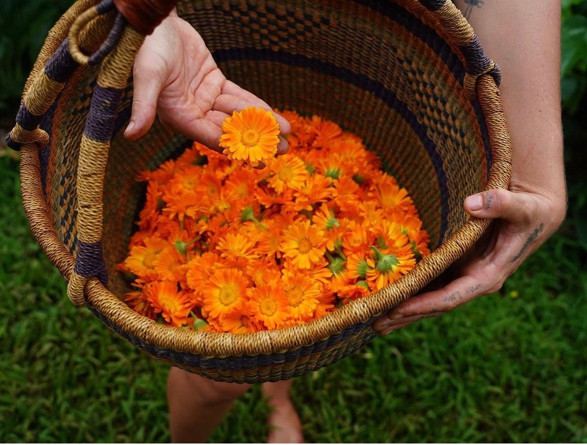 Calendula Oil | Wild Ways Farm