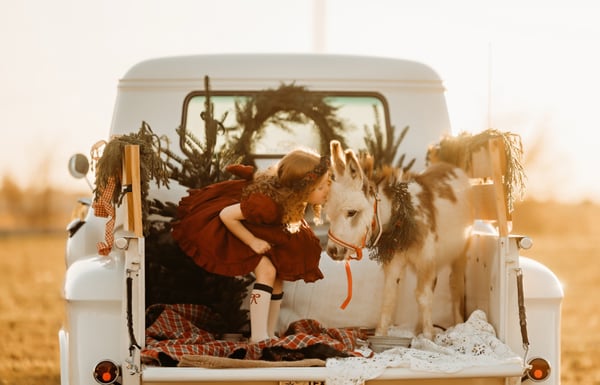 Image of Christmas Donkey Minis