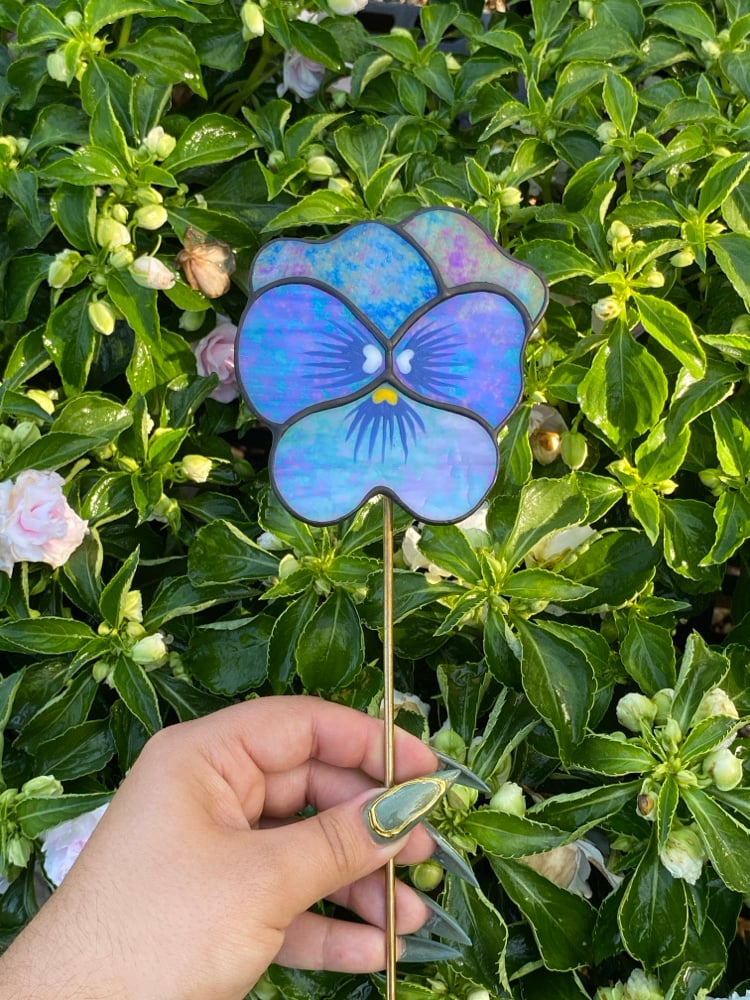Image of Blue Pansies