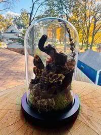 Image 2 of Death Moth Terrarium 