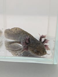Image 1 of Pickles