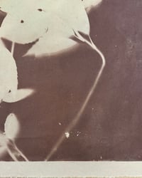 Image 5 of Japanese Laurel in Plum