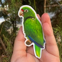 Cotorra Puertorriqueña Sticker | Puerto Rican Parrot Sticker